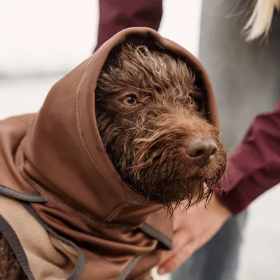 Pies w brązowym płaszczu z kapturem, noszony przez osobę. Produkt przedstawia ubranie dla psów.