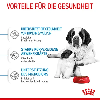 Vorteile für die Gesundheit: Unterstützung der Gesundheit von Hündin & Welpen, starke körpereigene Abwehrkräfte, Unterstützung des Mikrobioms. Royal Canin Futternapf sichtbar.