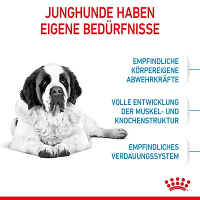 Text: Junghunde haben eigene Bedürfnisse. Empfindliche körpereigene Abwehrkräfte, volle Entwicklung der Muskel- und Knochenstruktur, empfindliches Verdauungssystem. Royal Canin Logo sichtbar.