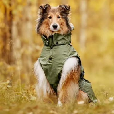 Hond met langharige vacht draagt een groene hondenjas met capuchon en knopen, zittend in een herfstachtig bos. Materiaal jas: stof.