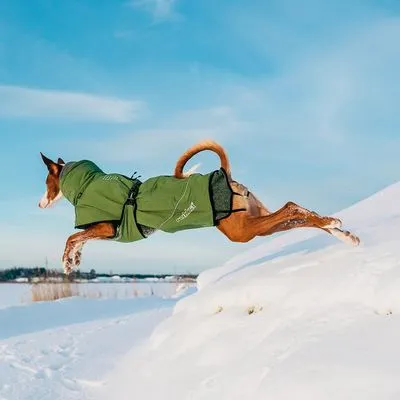 Cão a saltar na neve com casaco verde, fecho de fivela e capuz. Marca visível: Non-stop dogwear.