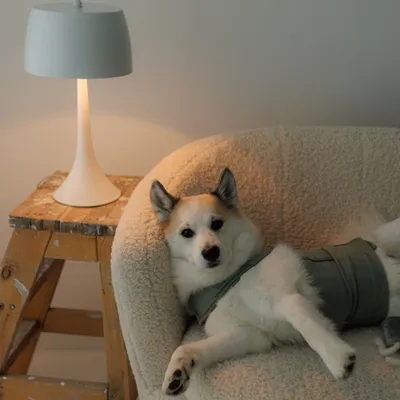 Hund mit grauem Mantel liegt entspannt auf einem cremefarbenen Sessel neben einer weißen Tischlampe auf einem Holzhocker. Hund mit grauem Mantel liegt entspannt auf einem cremefarbenen Sessel neben einer weißen Tischlampe auf einem Holzhocker.