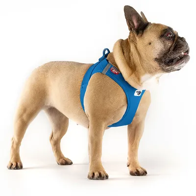 French Bulldog wearing a blue dog harness with visible Curli brand logo and red label. Harness features ergonomic design and chest padding.