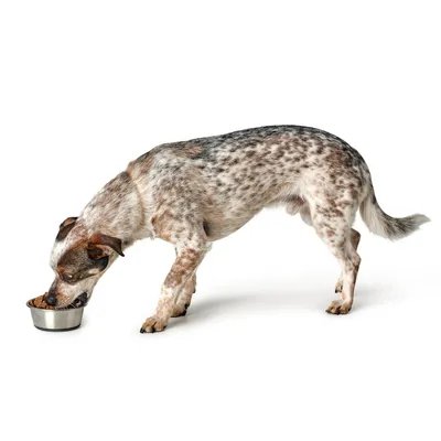 Hund frisst aus einem Napf mit Futter, seitliche Ansicht.