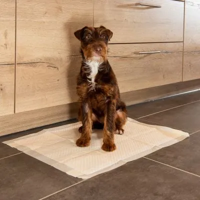 Cane seduto su tappetino igienico assorbente beige per pet, posizionato su pavimento in cucina con mobili in legno chiaro visibili sullo sfondo.