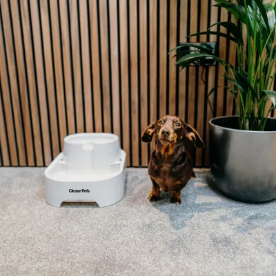Cane accanto a una fontana per l'acqua bianca con la scritta 'Closer Pets' su un tappeto, accanto una grande pianta in vaso.