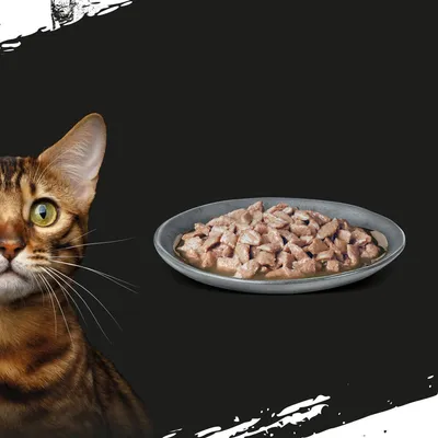 Nahaufnahme eines Tellers mit saftigen Fleischstücken in Sosse, daneben ein Bengal-Katze mit aufmerksamem Blick.