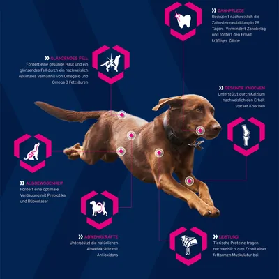 Diagramm mit Hund und Produktvorteilen: Zahnpflege, glänzendes Fell, gesunde Knochen, Ausgewogenheit, Abwehrkräfte, Leistung. Unterstützt Haut, Verdauung, Muskulatur und Zahngesundheit.