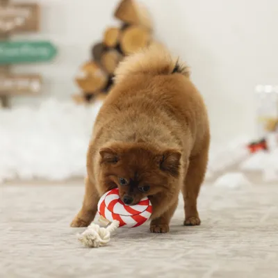 beeztees Christmas Lollipop Dog Toy – Red/White - 25 x 12 x 5 cm (L x W x H) beeztees Christmas Lollipop Dog Toy – Red/White - 25 x 12 x 5 cm (L x W x H)