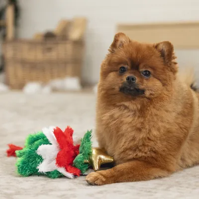 Dog demonstrates the use of a colourful plush toy with green, red, and white elements as well as a golden star. Dog demonstrates the use of a colourful plush toy with green, red, and white elements as well as a golden star.
