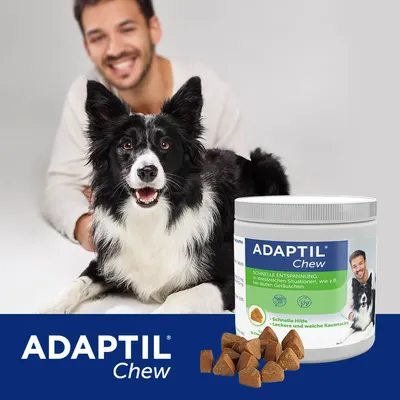 Câine alb-negru lângă recipient ADAPTIL Chew; pe ambalaj scrie „ADAPTIL Chew, schnelle Entspannung”, cu imaginea unui câine și bucăți de snack vizibile în fața recipientului.