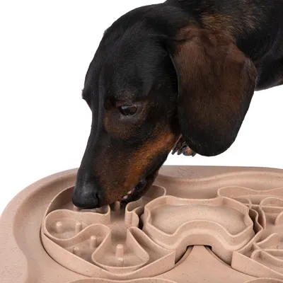 Dog eating from a beige anti-gulping bowl with labyrinth design that promotes slow eating.