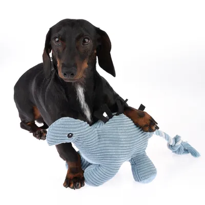 Hund med blått plyschleksak i dinosaurieform, lämplig för interaktiv lek och tuggning.