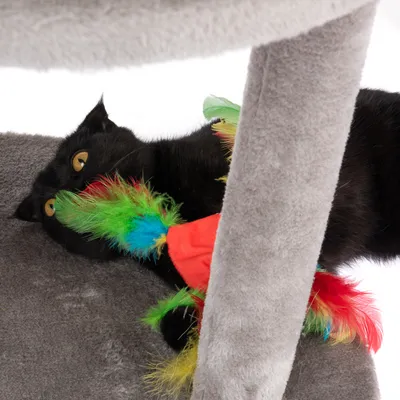 Chat noir allongé sur un arbre à chat gris, tenant un jouet en tissu rouge avec des plumes vertes, bleues et jaunes visibles.