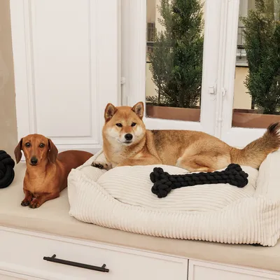 Hund liegt auf einem cremefarbenen Hundebett mit schwarzem Kauspielzeug in Knochenform darauf. Zweiter Hund sitzt daneben.