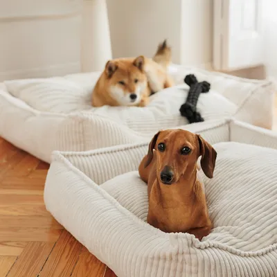 Zwei Hunde liegen auf beigen, gerippten Hundebetten. Ein schwarzes Kauspielzeug in Knochenform liegt auf einem der Betten.