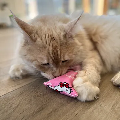 Beige Katze spielt mit einem pinken Stoffspielzeug mit Hello Kitty-Motiv auf Holzboden.