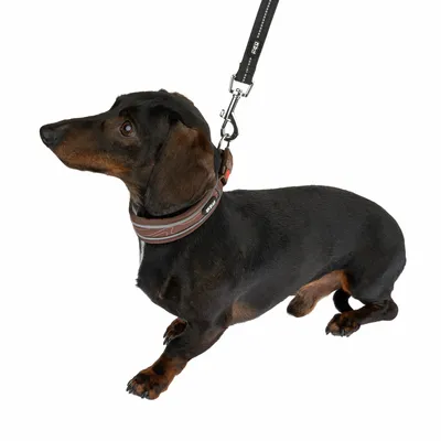 Dunkelbrauner Hund mit braunem Halsband und schwarzer Leine, beide mit sichtbarem Logo 'IDC'.