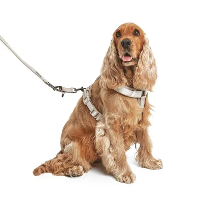 Hund mit beige Geschirr und Leine, geeignet für Spaziergänge. Geschirr mit verstellbaren Riemen sichtbar.