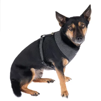 Hund med grå sele av tyg, justerbara remmar och metallring för koppel synlig.