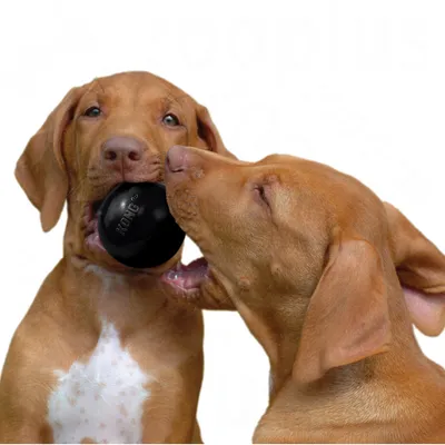 To hunde leger med sort KONG gummibold. Teksten 'KONG' er synlig på bolden.
