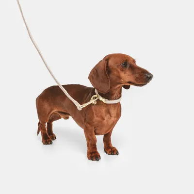 Brown dachshund with beige rope collar and matching lead, gold metal clasps visible.
