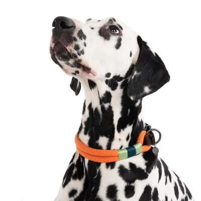 Dalmatialainen, jolla on oranssi kaulapanta, koristeltu vihreillä ja sinisillä raidoilla sekä metallirenkaalla.