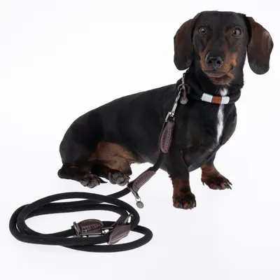 Black dachshund with brown-black collar and matching black lead made of leather and fabric. Product shows design and material of dog lead and collar.