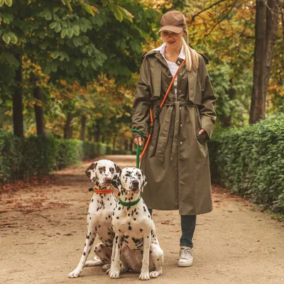 Zwei Dalmatiner mit orangefarbenem und grünem Halsband an Leinen, geführt von einer Person in einem Park.