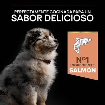 Perfectamente cocinada para un sabor delicioso. Nº1 ingrediente salmón.