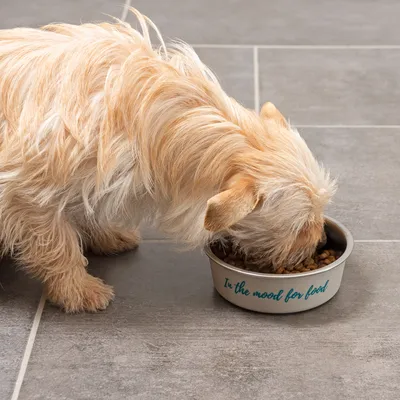 Dog eating from a bowl with the inscription 'In the mood for food'.