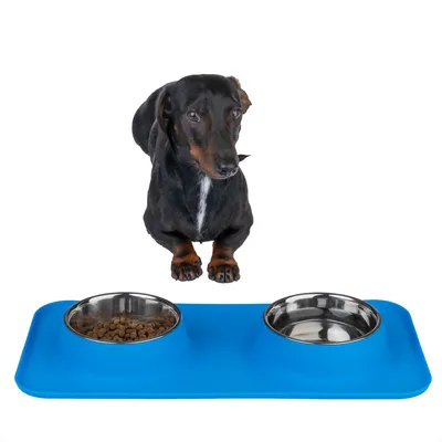 Dachshund in front of a blue feeding station with two stainless steel bowls, one filled with dry food and the other empty.