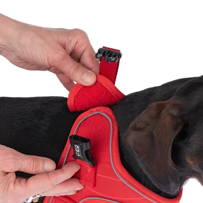 Rött hundsele med kardborreband och spänne justeras runt hundens hals. Händer visar korrekt fastsättning av selen.
