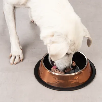 Hund frisst Nassfutter aus einem kupferfarbenen Napf mit schwarzen Akzenten.