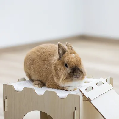 Conejo marrón sentado sobre una casita de juegos de madera con acolchado blanco y rampa.