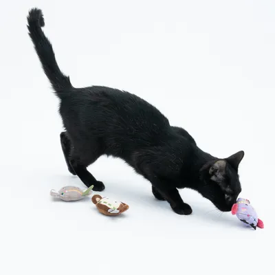 Schwarze Katze spielt mit drei Stoffspielzeugen in verschiedenen Farben und Formen auf weissem Hintergrund.
