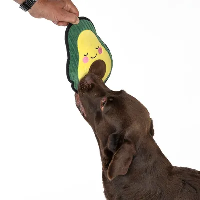 Hund leker med en avokadoformad tygleksak som hålls av en hand.