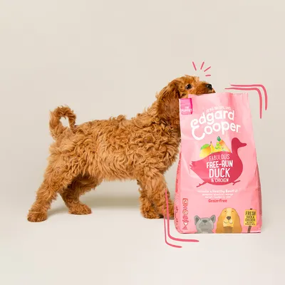 Hond naast zak Edgard Cooper Fabulous Free-Run Duck & Chicken, For Puppies, Grain-Free. Tekst op verpakking: includes a healthy boost of veggies, fruit & herbs, fresh duck & chicken.