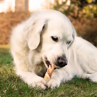 Hund liegt auf Gras und hält einen Kausnack zwischen den Pfoten.