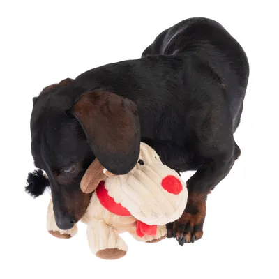 Chien teckel noir tenant une peluche beige et rouge en forme d’animal dans sa gueule, jouet en tissu visible.