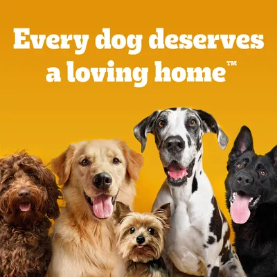 Every dog deserves a loving home – tekst w języku angielskim na żółtym tle, poniżej pięć psów różnych ras.