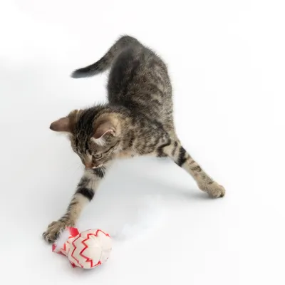 Gato atigrado jugando con un juguete rojo y blanco con plumas sobre fondo blanco.