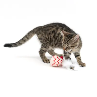 Gato atigrado juega con una pelota de juguete roja y blanca con patrón de zigzag y plumas blancas.