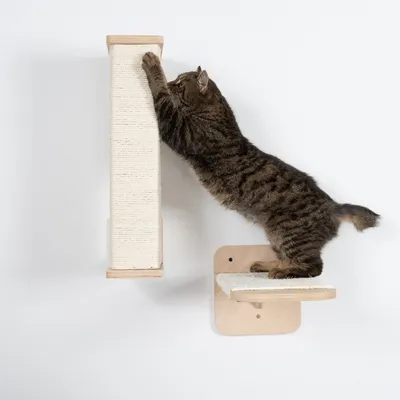 Mačka koristi vertikalnu grebalicu od drva i sisala, montiranu na zid s dodatnom platformom.