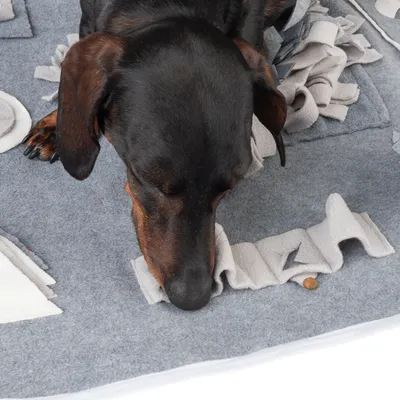 Chien noir et marron reniflant un tapis d’activité en tissu gris avec friandise visible entre les plis du tapis.