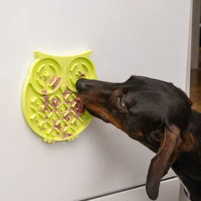 Hund slikker foder fra en gul ugleformet slikkemåtte, som er fastgjort til en glat overflade.