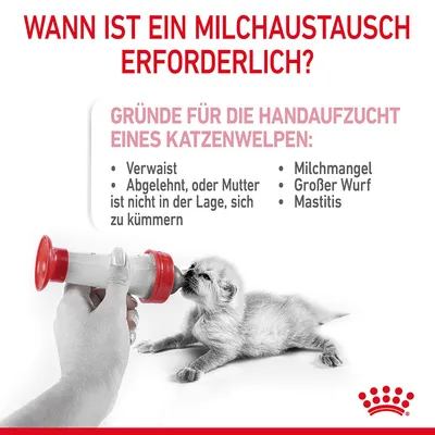 Wann ist ein Milchaustausch erforderlich? Gründe für die Handaufzucht eines Katzenwelpen: Verwaist, abgelehnt, Milchmangel, grosser Wurf, Mastitis. Bild zeigt Flaschenfütterung eines Kätzchens.