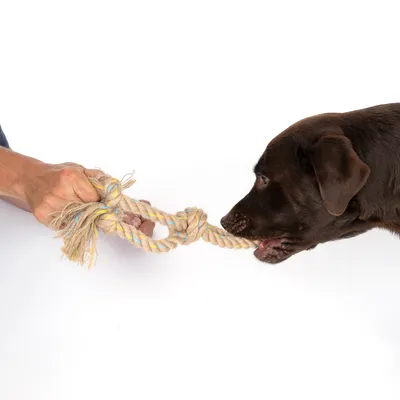 Hund leger med et tyggelegetøj af reb, som holdes af en hånd.