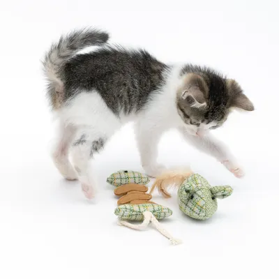 Young cat playing with green fabric toy shaped like a mouse and small cushions. Toy includes feathers and rope.