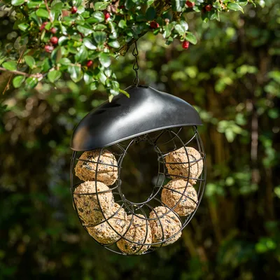 Black metal feeder in ring shape, filled with fat balls, hanging from a tree branch in the garden.